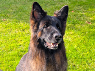 Bear, a long-coated black and tan German Shepherd, smiling in the grass at Flood Farm