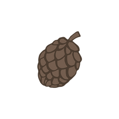 Pine Cone 2