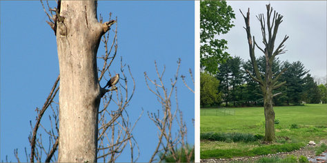 How to Talk to Your Arborist About Creating a Wildlife Snag