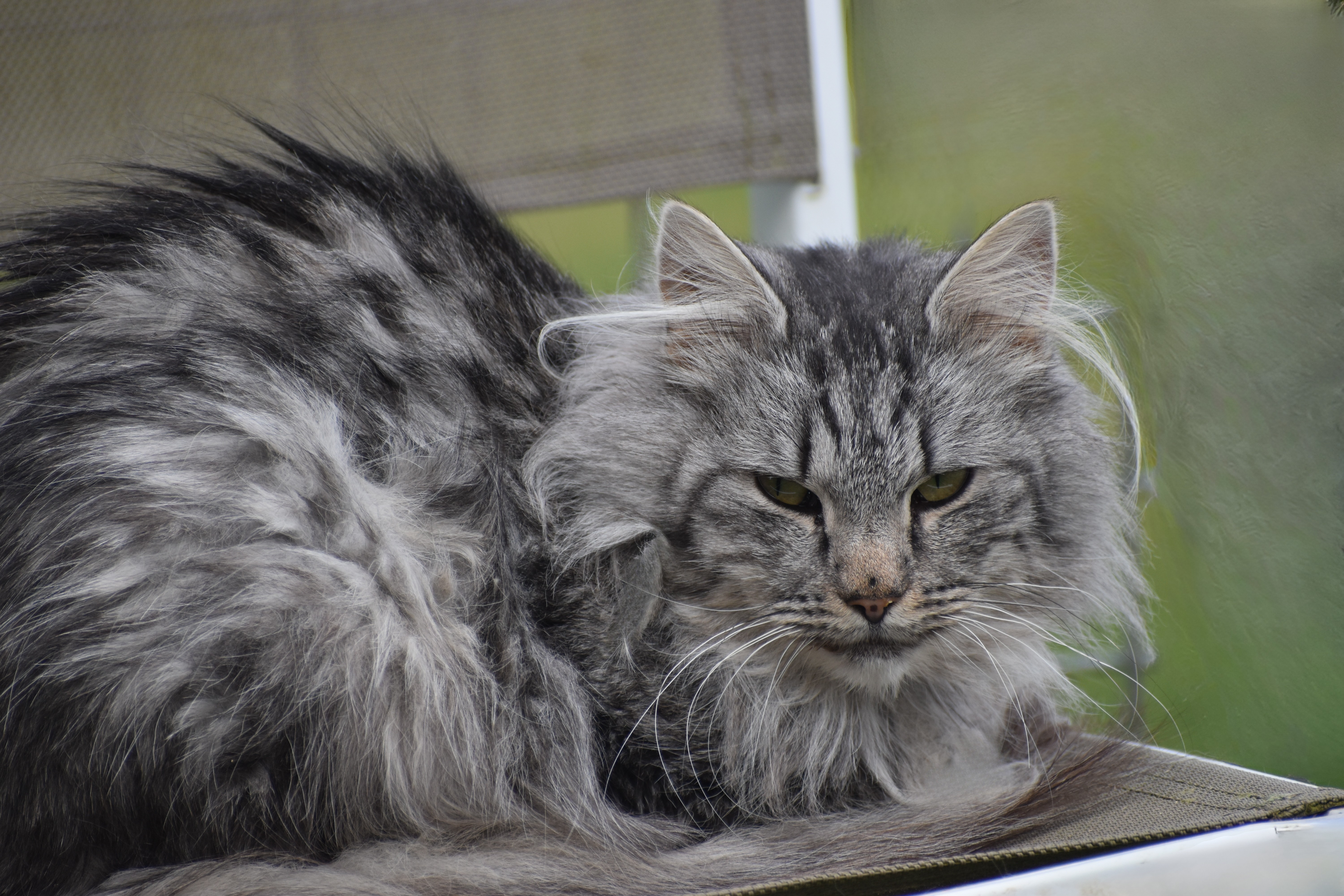 Chat, chien et chaton