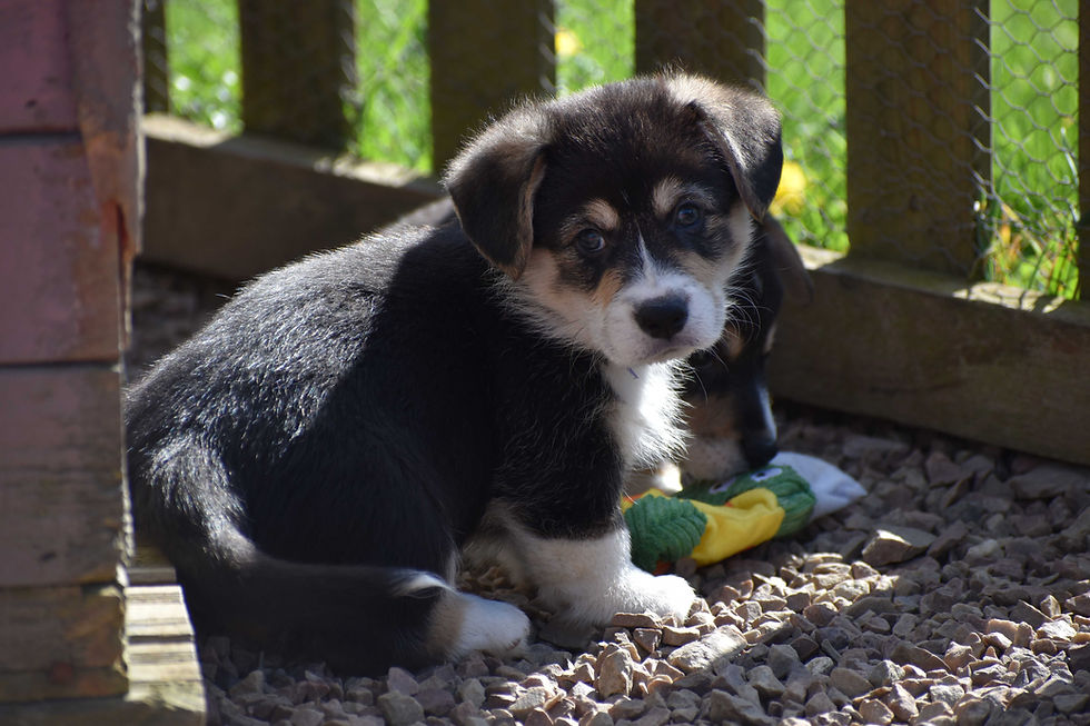 Chiots welsh corgi pembroke