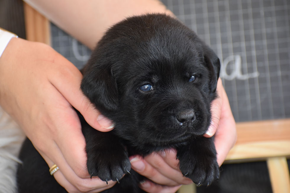 Chiot labrador femelle noire