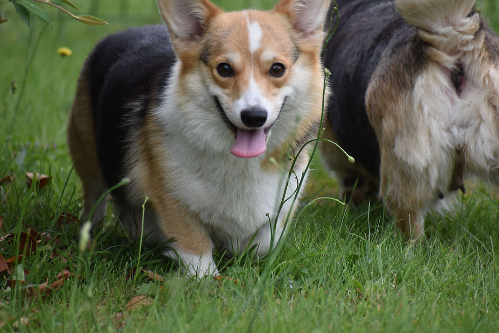 DSC_0817.jpg