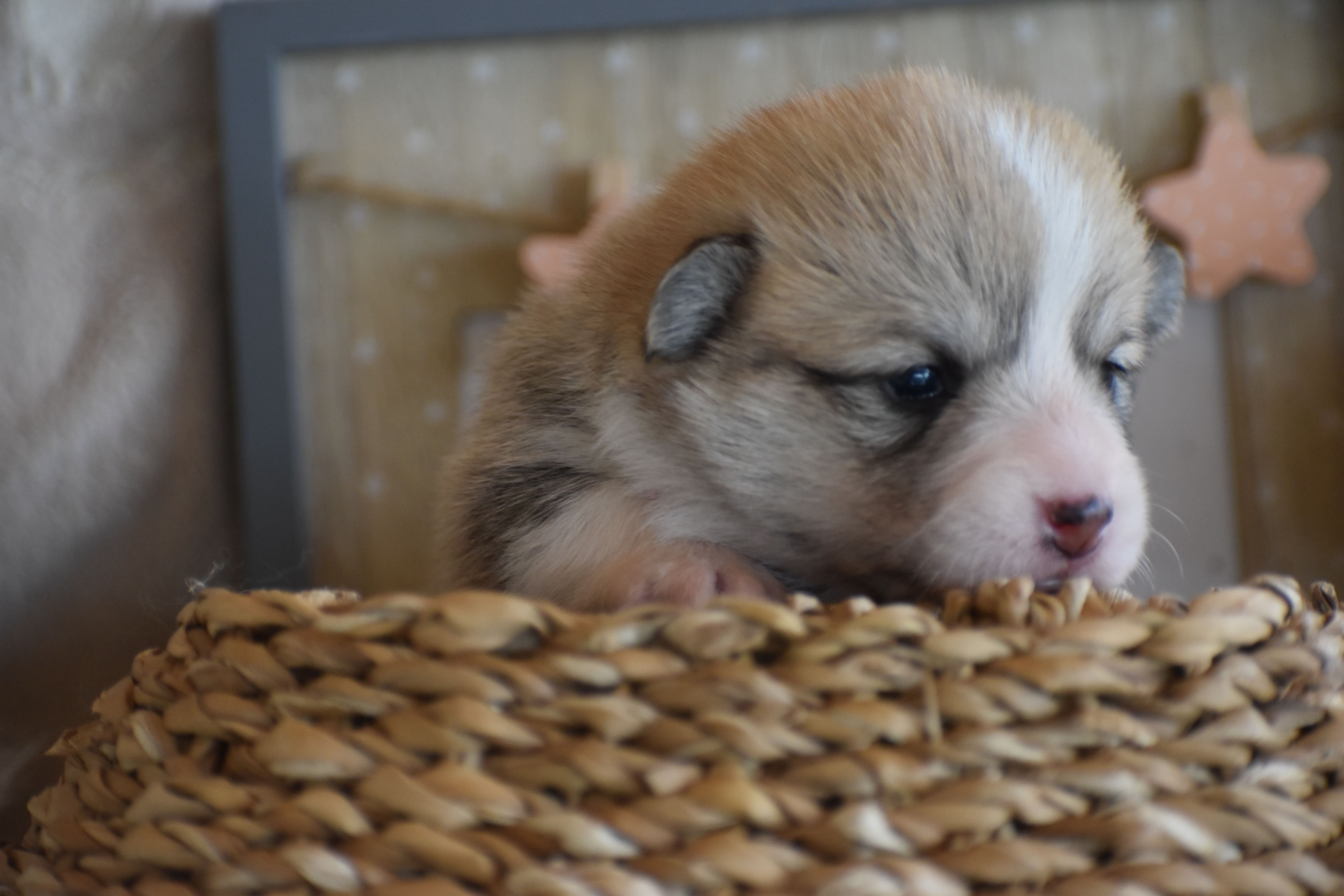 Chat, chien et chaton