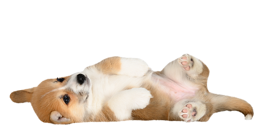 Chiot welsh corgi pembroke