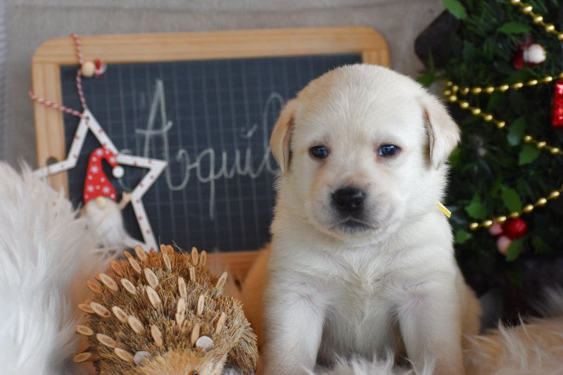 Chiot labrador sable 1 mois