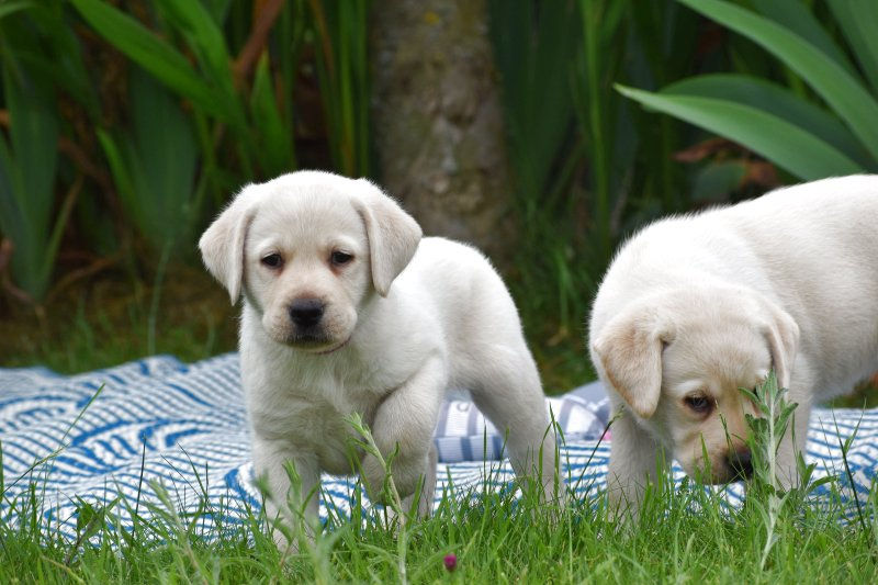 Jeunes chiots Labrador en pleine découverte de leur environnement.