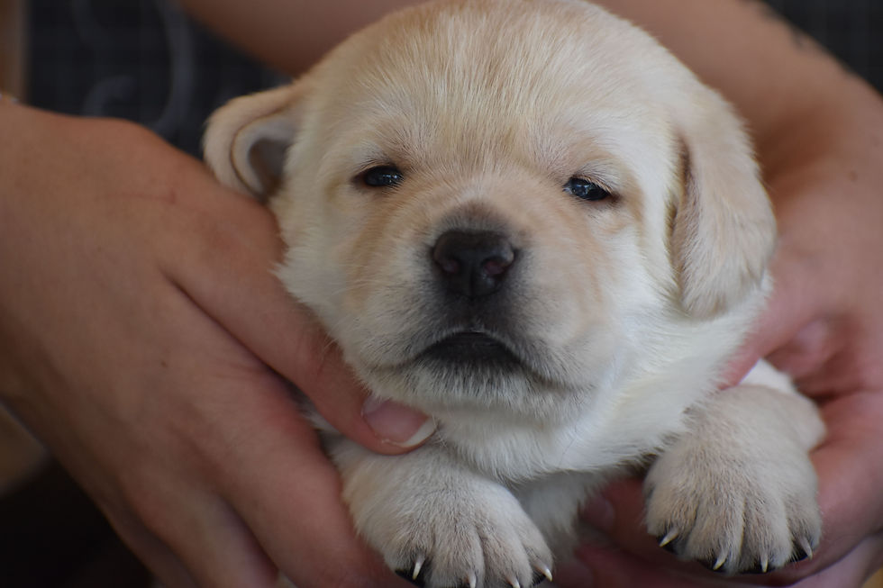 Chiot labrador femelle sable