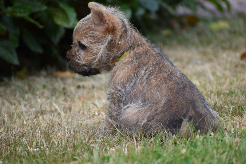 Cairn Terrier