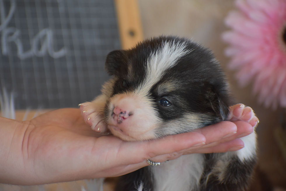 petit chien corgi