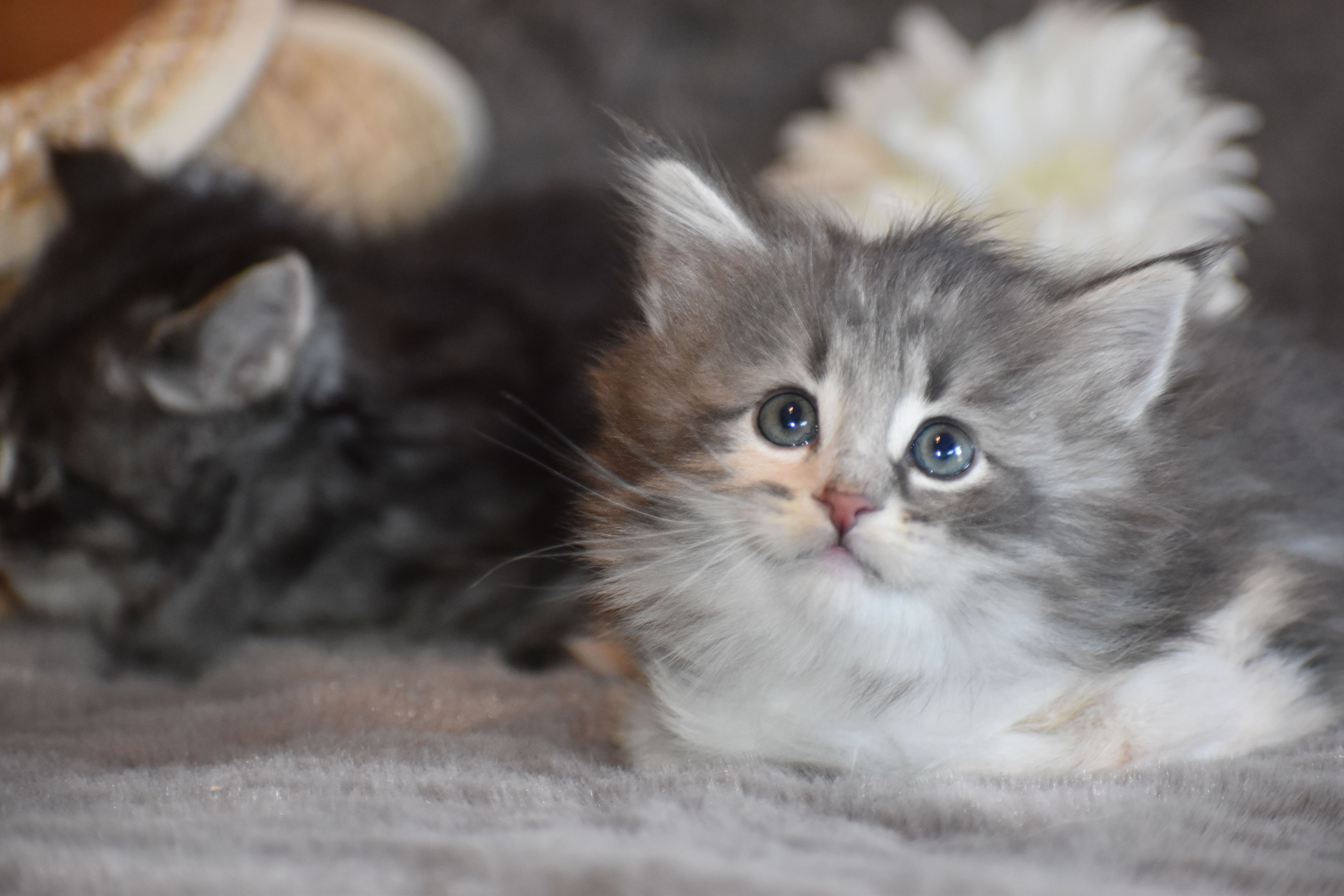 Chat, chien et chaton