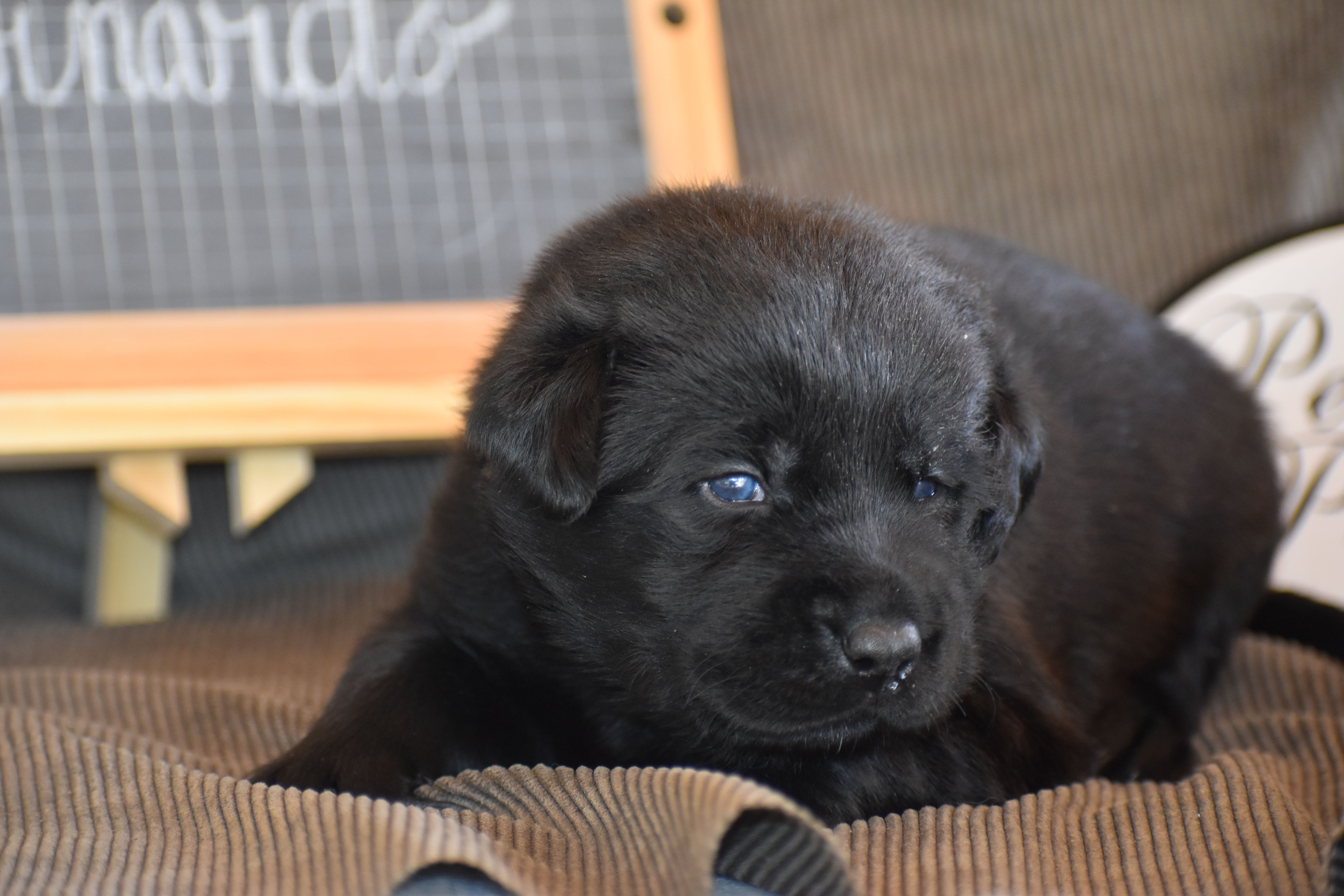 Chat, chien et chaton
