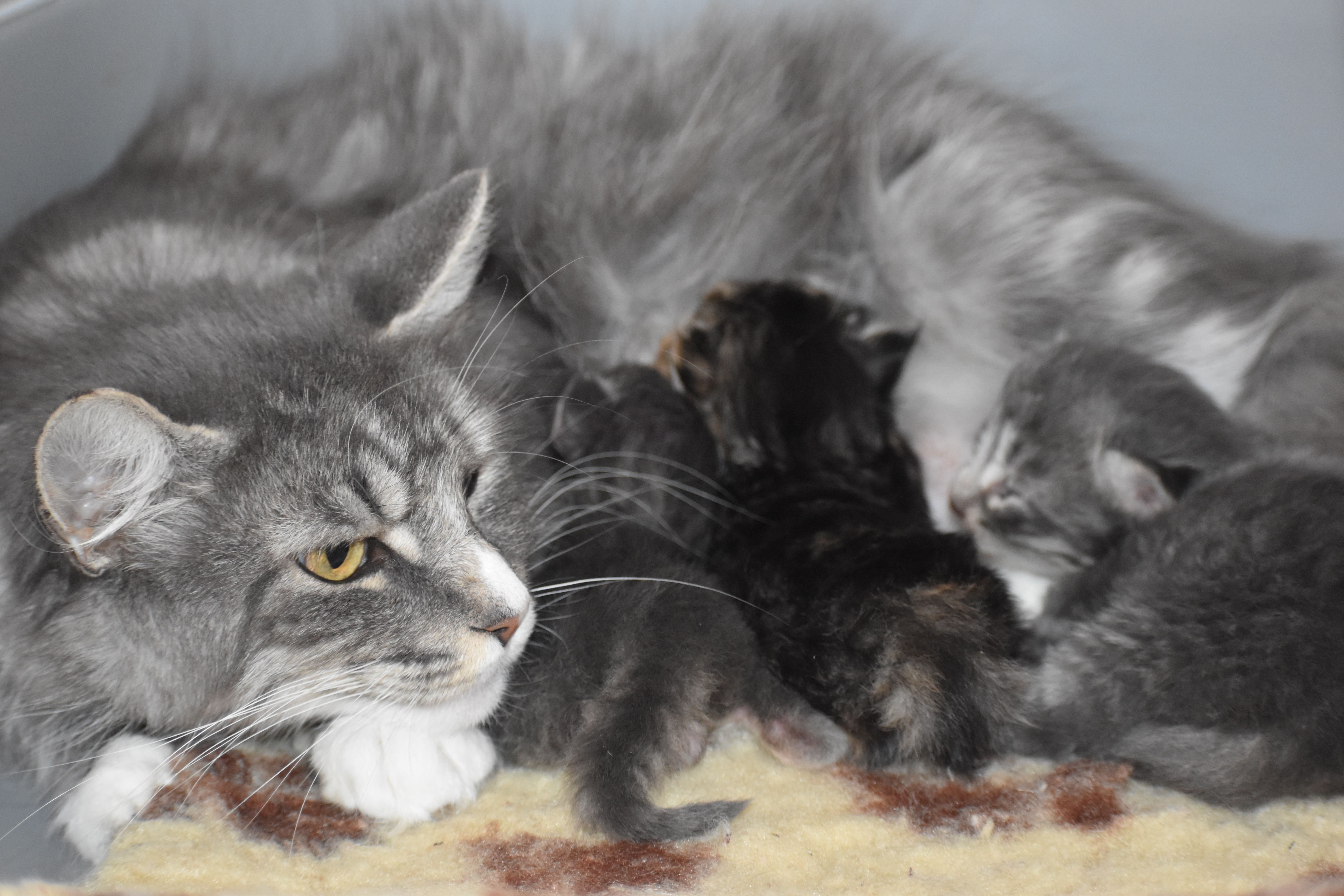 Chat, chien et chaton