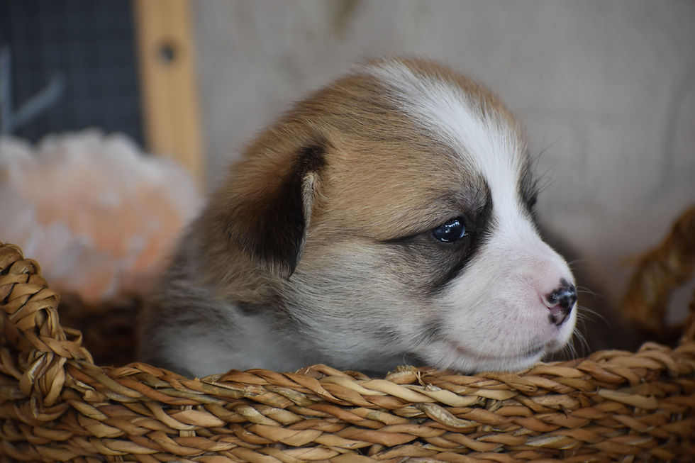 Birdy, notre magnifique Welsh Corgi Pembroke fauve et blanc, a déjà fait chavirer un cœur… et a trouvé sa famille pour la vie !
Avec son regard pétillant, sa jolie robe fauve et blanche et son caractère tendre, Birdy a conquis tous ceux qui l'ont rencontrée. Curieuse, joueuse et très affectueuse, elle a grandi entourée d'attention, découvrant chaque jour le monde avec enthousiasme.
Élevée dans un environnement familial, Birdy a bénéficié d'une socialisation soignée, lui permettant de développer toute la douceur, l'intelligence et la bonne humeur qui caractérisent le Welsh Corgi Pembroke.
Nous lui souhaitons une merveilleuse aventure auprès de sa nouvelle famille, à qui elle apportera, sans aucun doute, de nombreux moments de bonheur et de complicité.