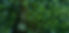 Tree_Footer_b.jpg