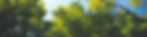 TreeCanopy_A.jpg