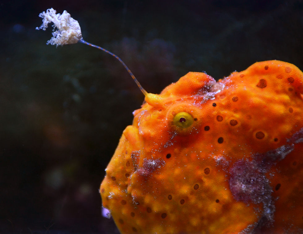 Use of Purple NonSulfur Bacteria (PNSB) as Fish Probiotics 