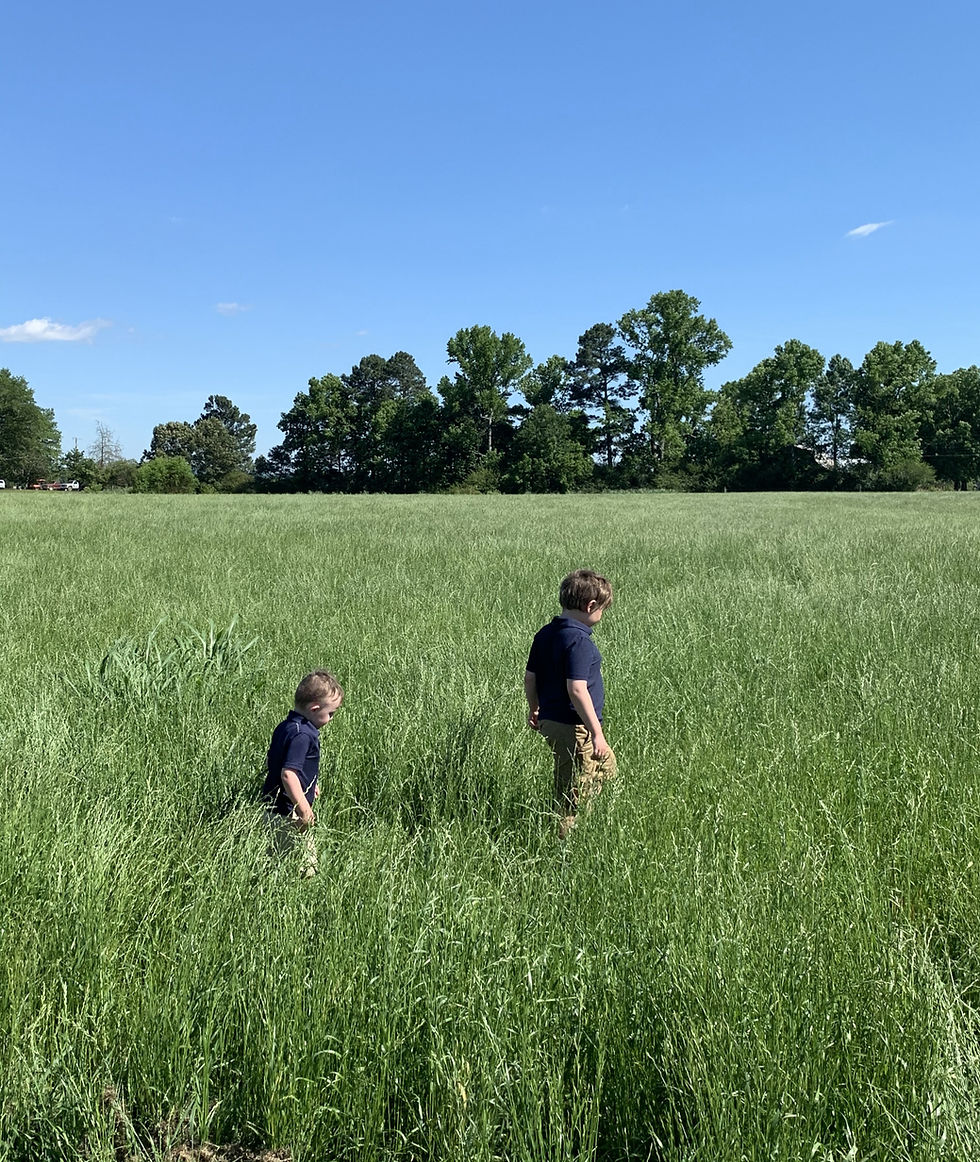 My 2 sons walking in a clear field of tall grass on a clear day.