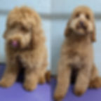 Freshly groomed curly haired puppy