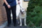 Carer walking a patient's dog