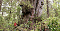 Community Forest.png
