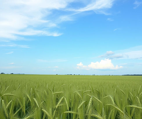 Open wheat field.jpg