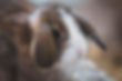rabbit-3712340_1920.jpg