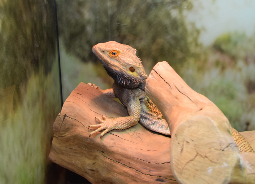 Reptile Rehoming