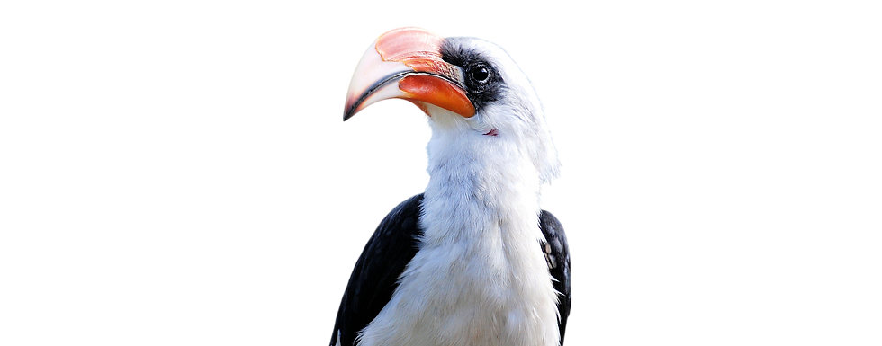 Hornbill Bird Portrait