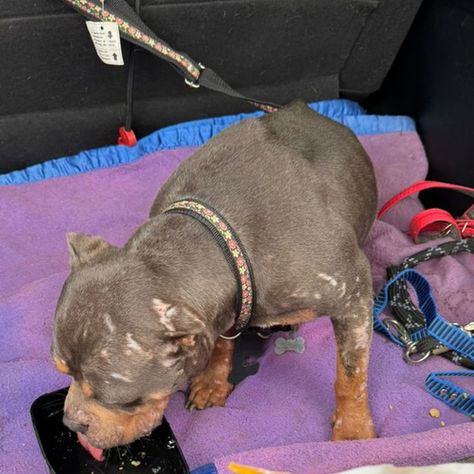 Prefeitura de Angra resgata cães vítimas de maus-tratos