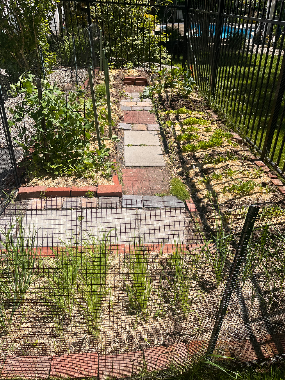 Author Christine A. Baker's vegetable garden