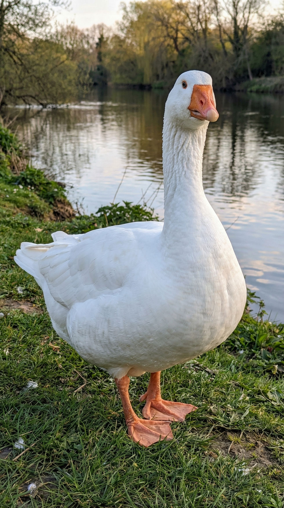 Ganso