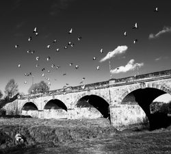 pigeons strong curve-1113