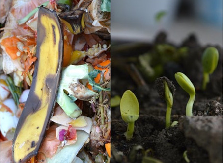 Make Compost, Not Waste