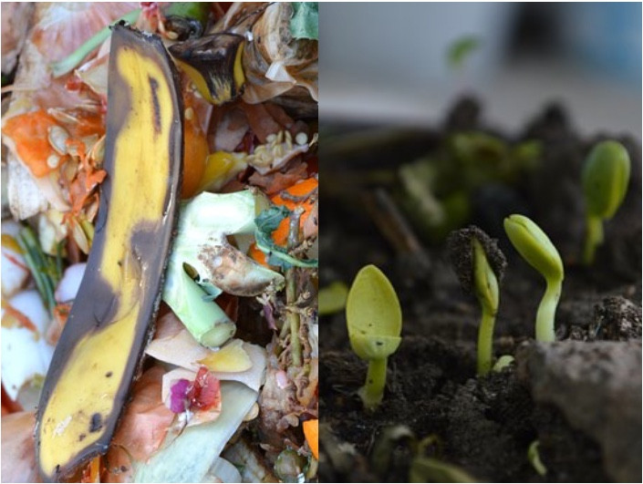 food waste compost sprouts