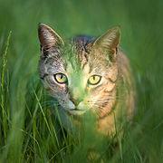 Katt i stillhet som symbol för klassisk buddhistisk mindfulness och medveten närvaro hos Garden of Feathers.