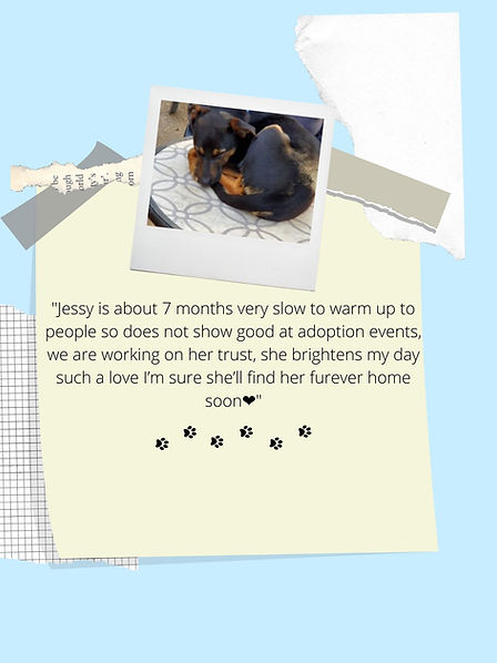 I feel I make a difference for these dogs. They get lots of attention and love before they