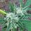 Miniaturebillede: Deep Grape 10 stk 