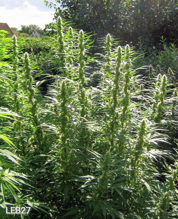 Miniaturebillede: LEB27 10 stk