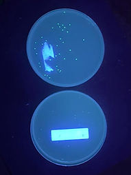 glowing_petri_edited.jpg