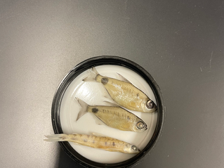 New Year New Species