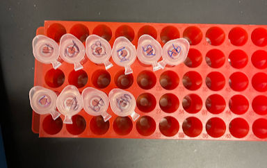 Pipettes and Popsicles