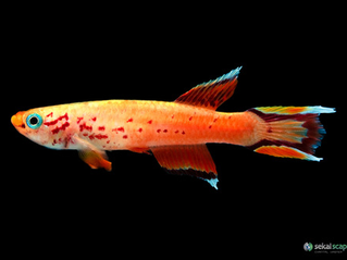 The Tale of the Stubborn Fish