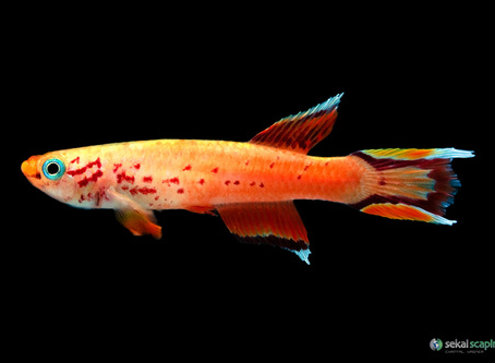 The Tale of the Stubborn Fish