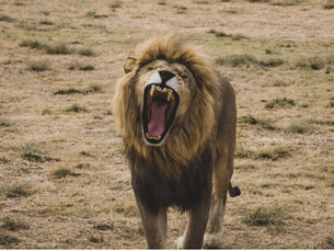 Management Is Not Lion Taming