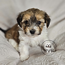 Jac Be Nimble Cotons