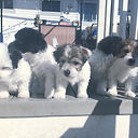 Cucurullo Cotons