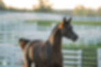 arabian-horse-foundation - horse in field.jpg