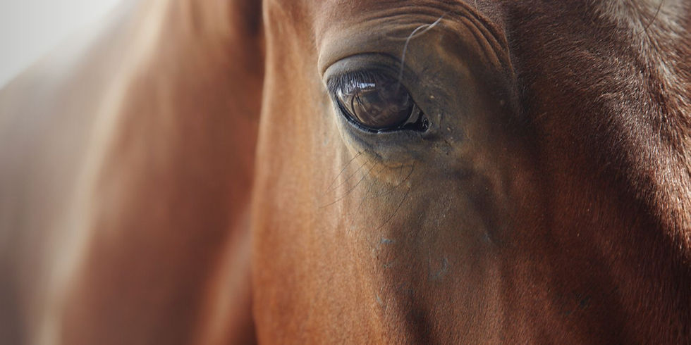Facebook cover-StormlilyRanch-1640x720 (1).jpg