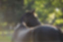 Equivine back of horse_1900x1268.jpg